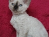 img_0681-xena