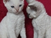 img_0684-xena-razem
