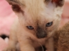 img_1882-xena-1-str
