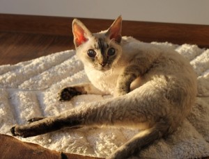 BONI