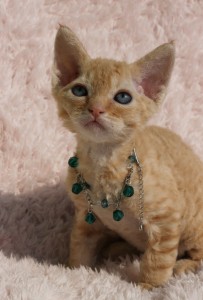 INDI