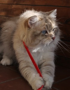 FIGARO
