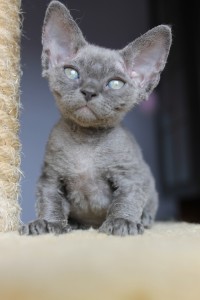 GINEVRA