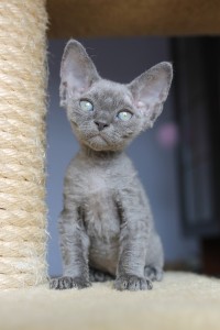 GANDI