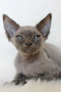 KIMI