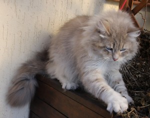 FIGARO