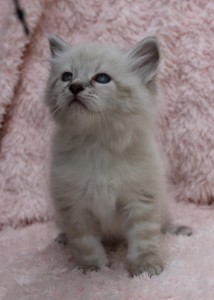 XANTIAN