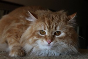 ZAIMKA