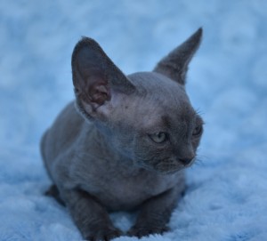 ENJA